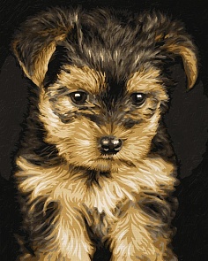 Набор для раскрашивания по номерам «Щенок йоркширский терьер», 24 х 30 см. (Schipper, 9240720)